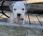 Small Photo #2 Bullboxer Pit Puppy For Sale in NORTH ROSE, NY, USA