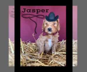Medium Goldendoodle-Poodle (Miniature) Mix