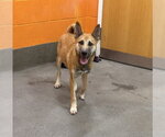 Small Photo #2 German Shepherd Dog-Unknown Mix Puppy For Sale in Forestville, MD, USA