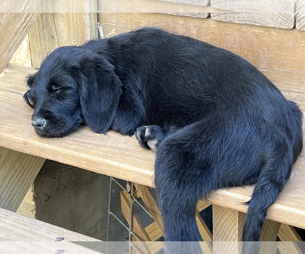 Medium Photo #1 Labradoodle Puppy For Sale in APPLING, GA, USA
