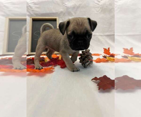 Medium Photo #1 Pug Puppy For Sale in BRIDGEWATER, VA, USA
