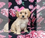 Small Photo #3 Cavachon Puppy For Sale in AIRVILLE, PA, USA