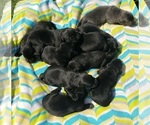Small Photo #26 Labrador Retriever Puppy For Sale in OLYMPIA, WA, USA