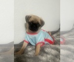 Small Photo #8 Pug Puppy For Sale in ARLINGTON, TX, USA