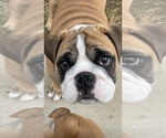 Small Photo #28 Bulldog Puppy For Sale in NORCO, CA, USA
