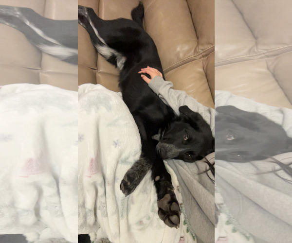 Medium Photo #8 Mutt Puppy For Sale in Sandy, UT, USA