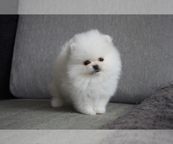 Medium Photo #4 Pomeranian Puppy For Sale in DALLAS, TX, USA