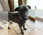 Small #2 Retriever  Mix