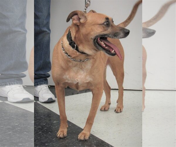 Medium Photo #4 Dachshund-Unknown Mix Puppy For Sale in Conroe, TX, USA