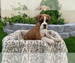 Small Photo #8 Boxer Puppy For Sale in BANNING, CA, USA