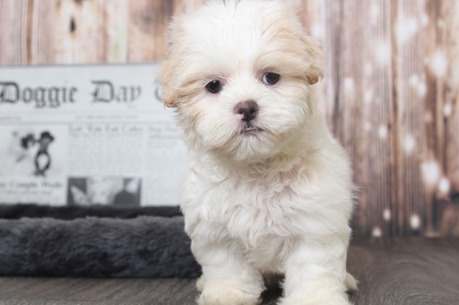 Medium Photo #5 Zuchon Puppy For Sale in BEL AIR, MD, USA