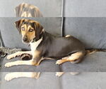 Small #10 Beagle Mix