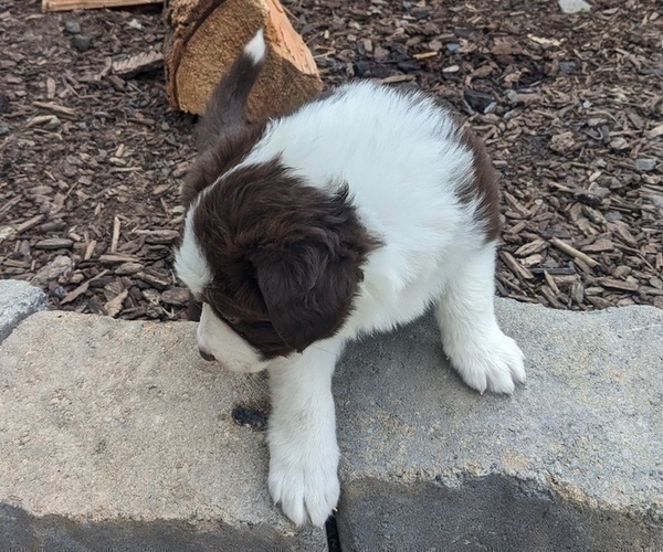 Medium Photo #7 Border Collie Puppy For Sale in HARRISON, ID, USA