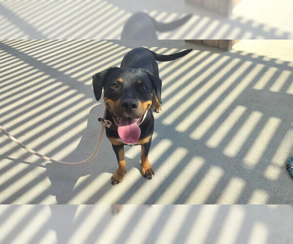 Medium Photo #1 Rottweiler-Unknown Mix Puppy For Sale in Pueblo, CO, USA