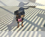 Small Rottweiler Mix