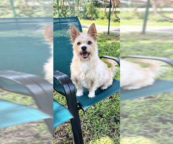 Medium Photo #11 Mutt Puppy For Sale in Weston, FL, USA