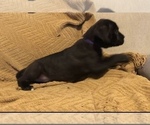 Small Photo #4 Cane Corso Puppy For Sale in KILLEEN, TX, USA