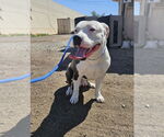 Small #1 American Pit Bull Terrier Mix