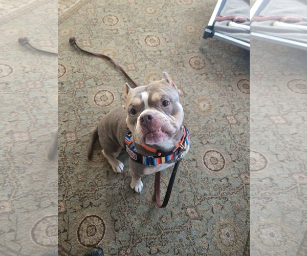 Medium Photo #1 American Bulldog-French Bulldog Mix Puppy For Sale in Lockport, NY, USA