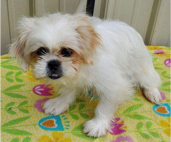 Medium Photo #1 Pekingese Puppy For Sale in Mountain View, MO, USA