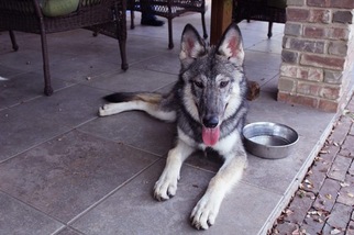 Wolf Hybrid Puppy for sale in BULVERDE, TX, USA