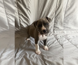American Bully Puppy for sale in JACKSONVILLE, NC, USA