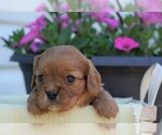 Small Photo #2 Cavalier King Charles Spaniel Puppy For Sale in FREDERICKSBG, OH, USA
