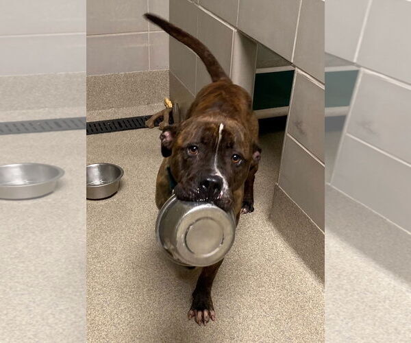 Medium Photo #17 Mutt Puppy For Sale in Virginia Beach, VA, USA