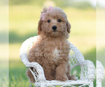 Puppy nova Goldendoodle (Miniature)