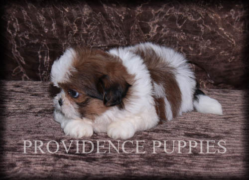 Medium Photo #17 Shih Tzu Puppy For Sale in COPPOCK, IA, USA