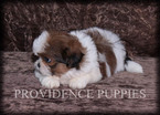 Small Photo #17 Shih Tzu Puppy For Sale in COPPOCK, IA, USA