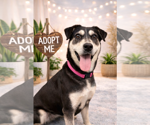 Medium Photo #5 Mutt Puppy For Sale in Euless, TX, USA