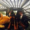 Small Photo #1 Doberman Pinscher Puppy For Sale in WEATHERFORD, TX, USA