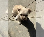 Puppy Puppy 2 Chihuahua-Mal-Shi Mix