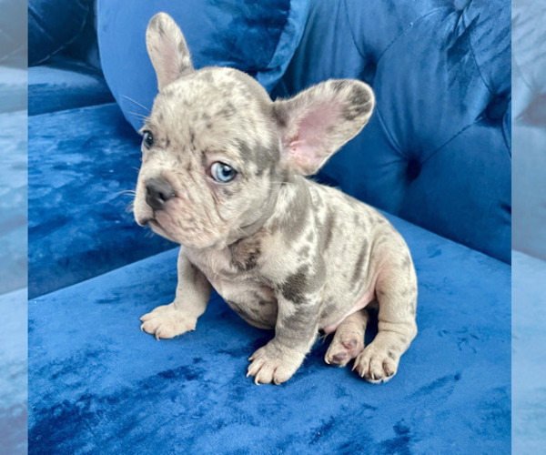 Medium Photo #2 French Bulldog Puppy For Sale in SCREVEN, GA, USA