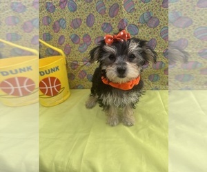 Morkie Puppy for sale in LANCASTER, MO, USA