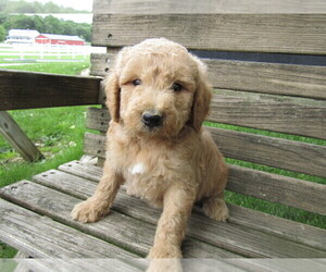Goldendoodle Puppy for sale in HUDSON, MI, USA
