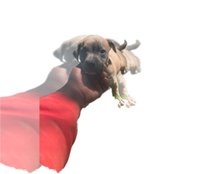 American Pit Bull Terrier Puppy for sale in LIMA, OH, USA