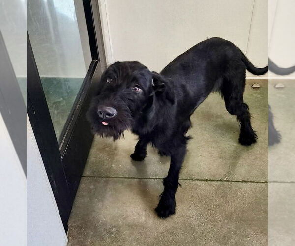 Medium Photo #3 GIANT SCHNAUZER -German Shorthaired Pointer Mix Puppy For Sale in Oak Bluffs, MA, USA