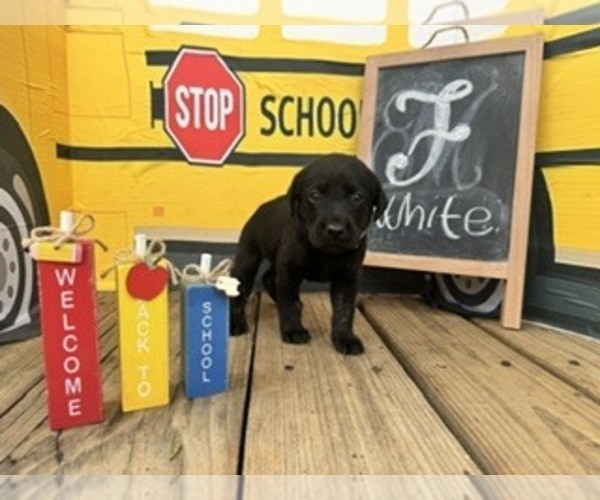 Medium Photo #1 Labrador Retriever Puppy For Sale in MAYSVILLE, GA, USA