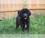 Small Photo #1 Tibetan Mastiff Puppy For Sale in PRINCETON, MN, USA