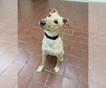 Small #6 Golden Labrador