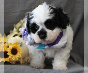 Lhasa-Poo Puppy for sale in ORO VALLEY, AZ, USA