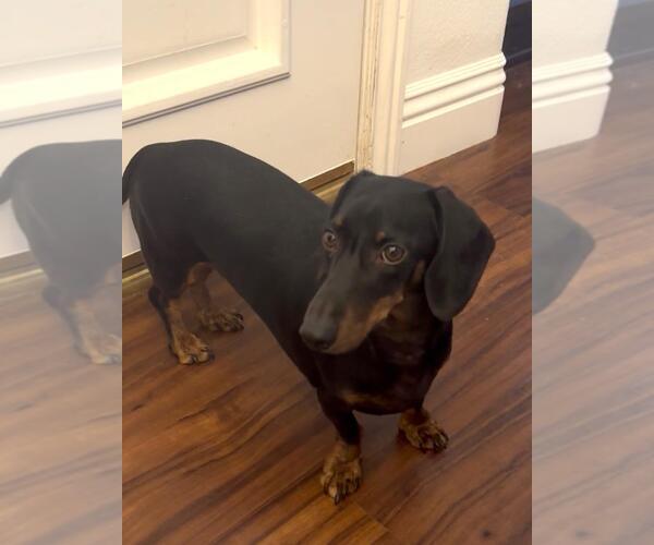 Medium Photo #2 Dachshund Puppy For Sale in Los Angeles, CA, USA