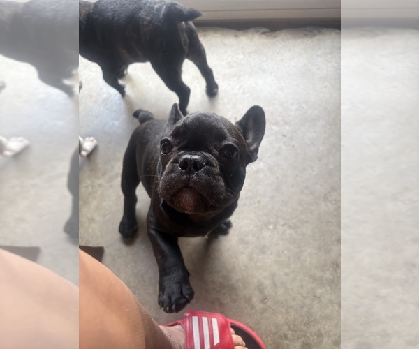 Medium Photo #4 French Bulldog Puppy For Sale in YORKTOWN, IN, USA