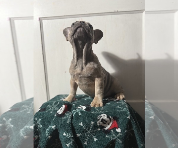 Medium Photo #4 French Bulldog Puppy For Sale in RIVERSIDE, NJ, USA