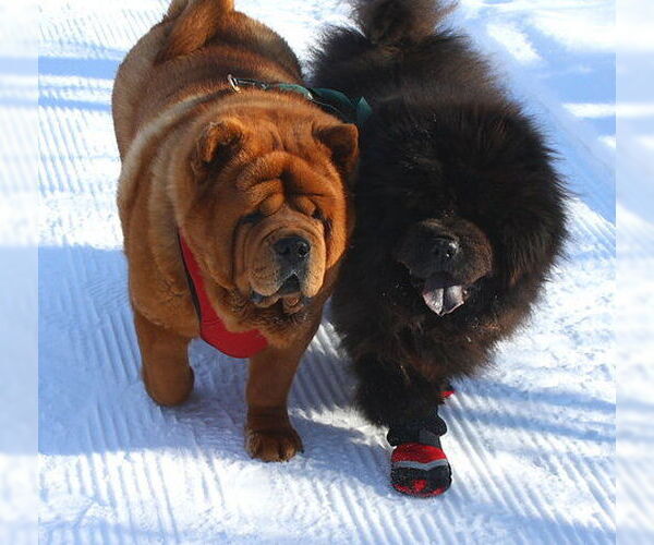 Medium Photo #2  Puppy For Sale in , 