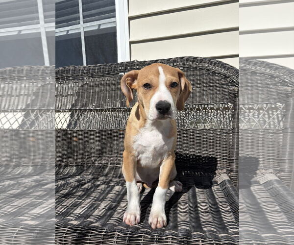 Medium Photo #2 Mutt Puppy For Sale in Holly Springs, NC, USA