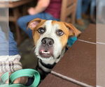 Small #2 Boxer Mix