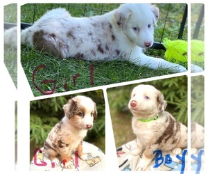 Australian Shepherd Puppy for Sale in SADIEVILLE, Kentucky USA